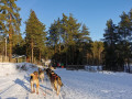 Huskytocht