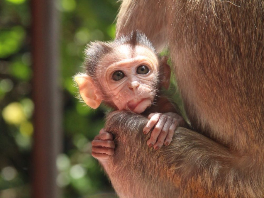 Jonge makaak