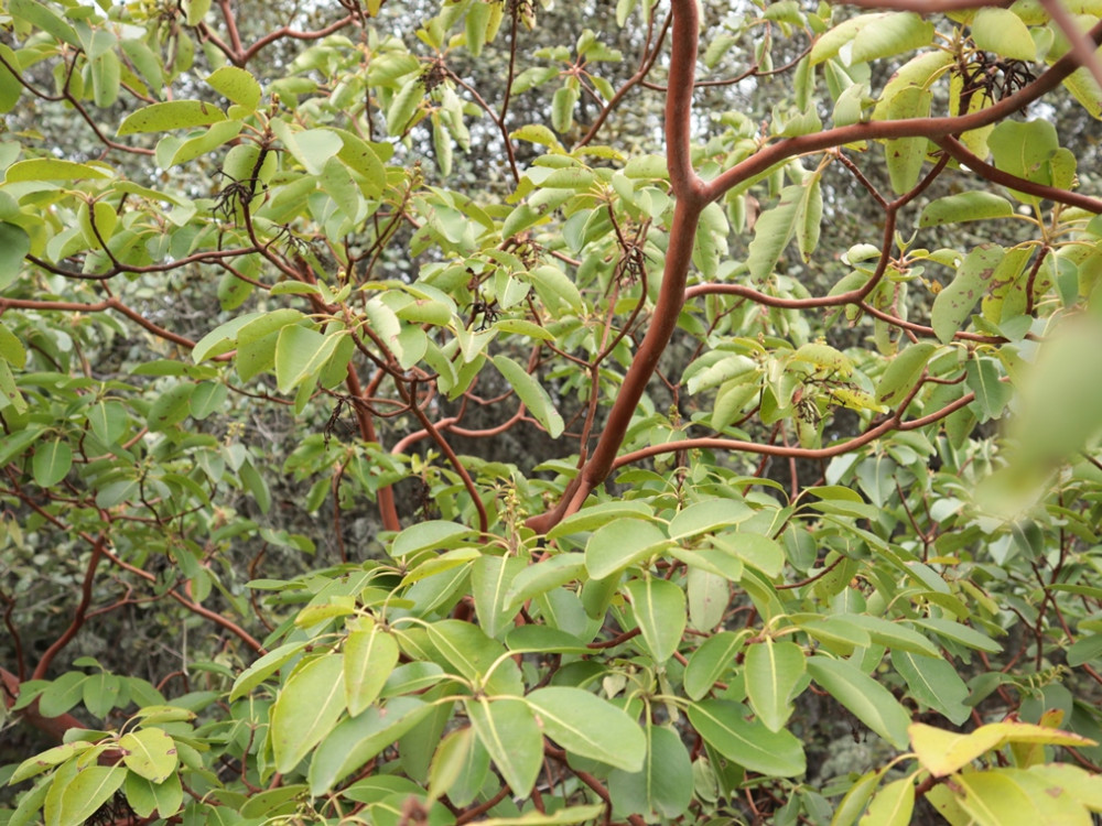 Strawberry Tree