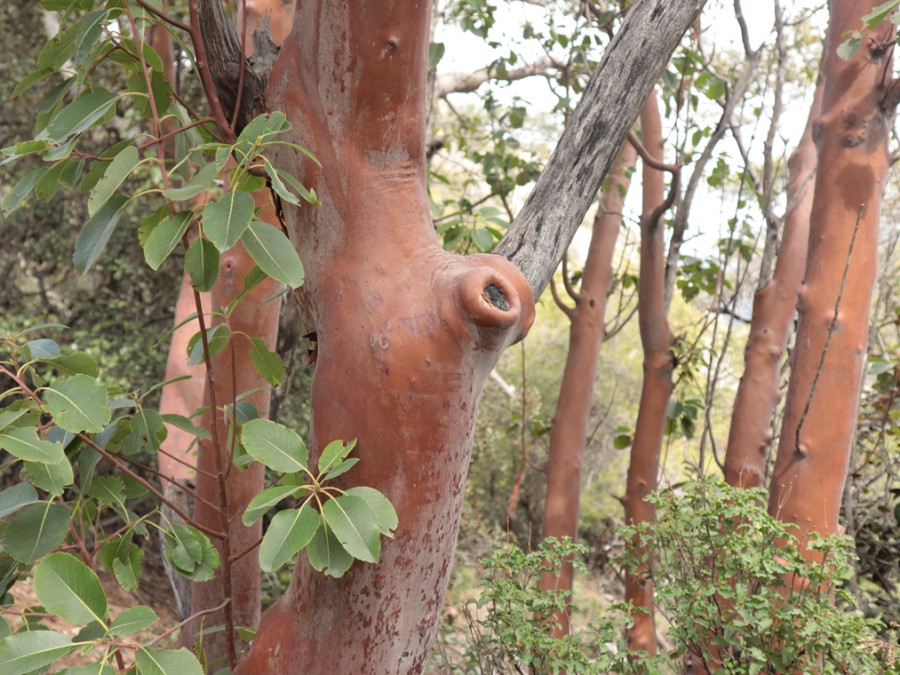 Strawberry tree