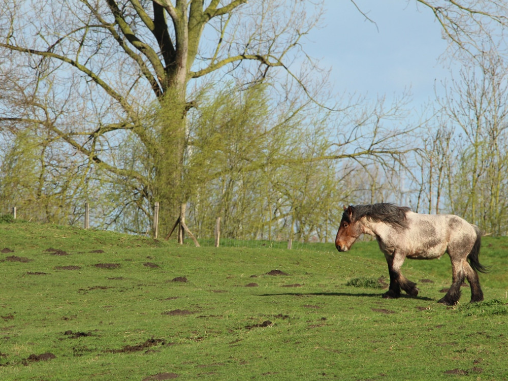 Brugse Ommeland