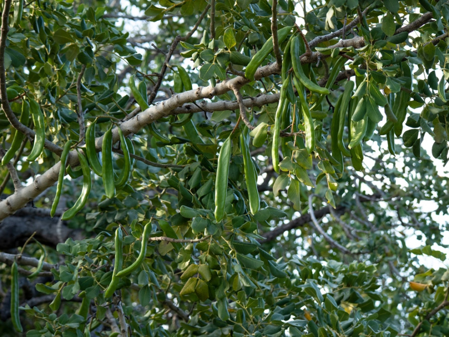 Carob tree