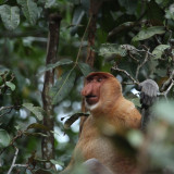 Afbeelding voor Neusapen in Bako National Park