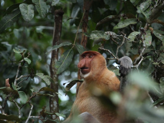 Afbeelding voor Neusapen in Bako National Park