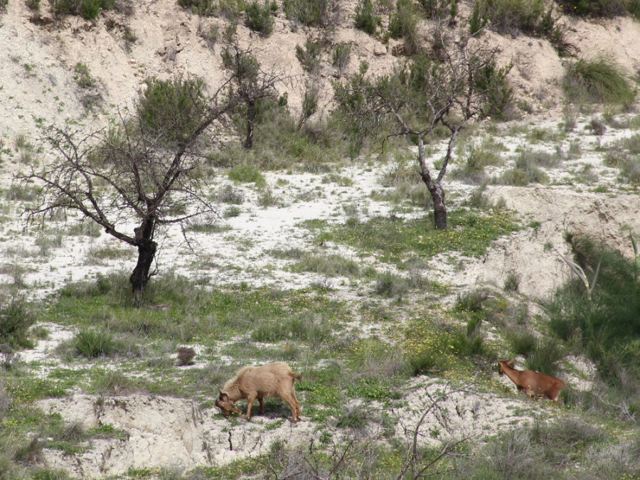 Planten en dieren Sierra Espuna