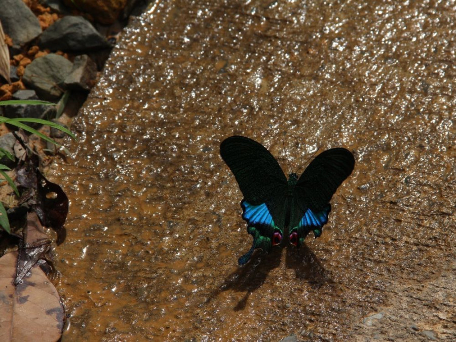 Vlinders in Maleisië