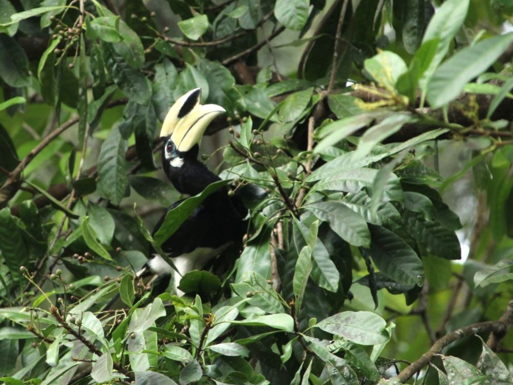 Hornbill