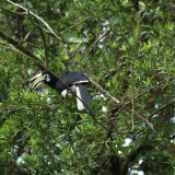 Afbeelding voor Vogels in Maleisië