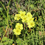 Afbeelding voor Bomen, bloemen en planten op Cyprus