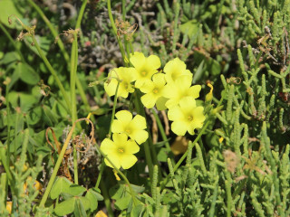 Afbeelding voor Bomen, bloemen en planten op Cyprus