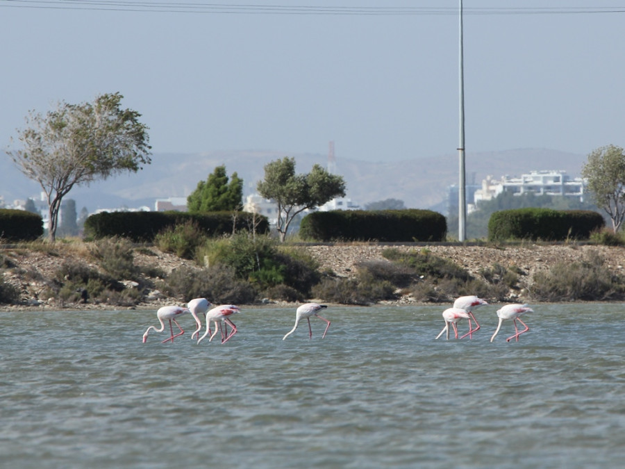 Flamingo's Cyprus