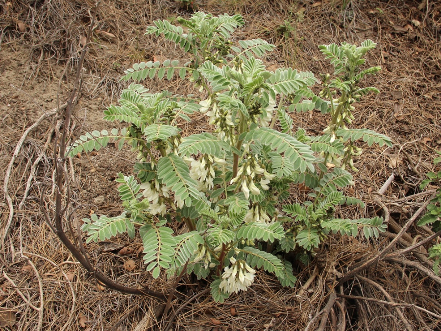 Planten op Cyprus