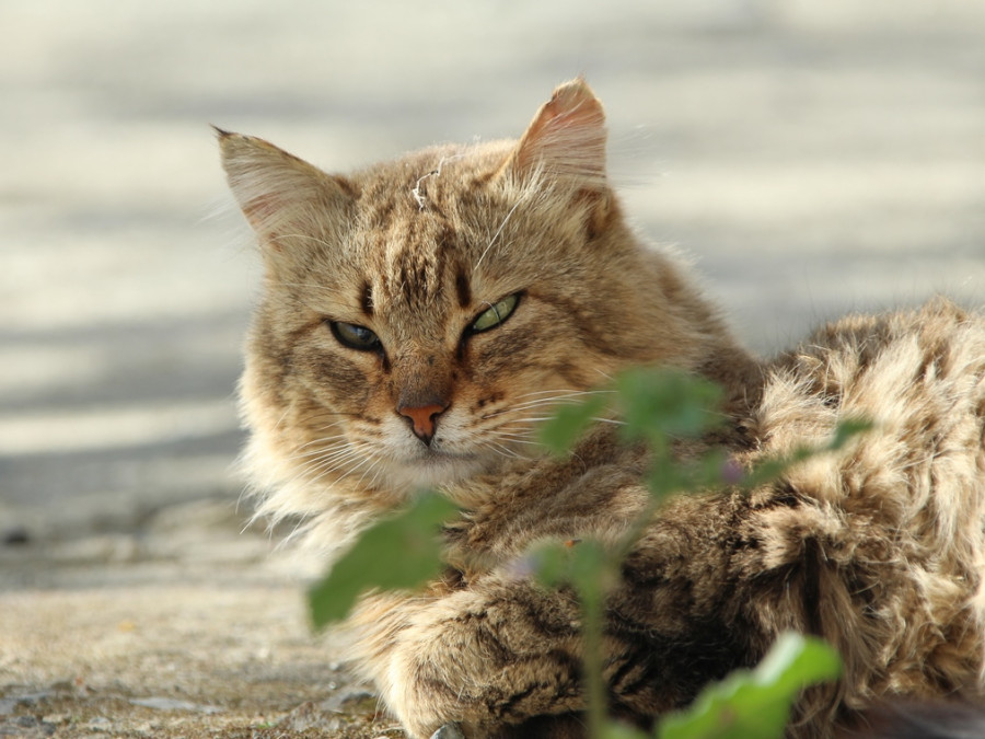 Katten op Cyprus