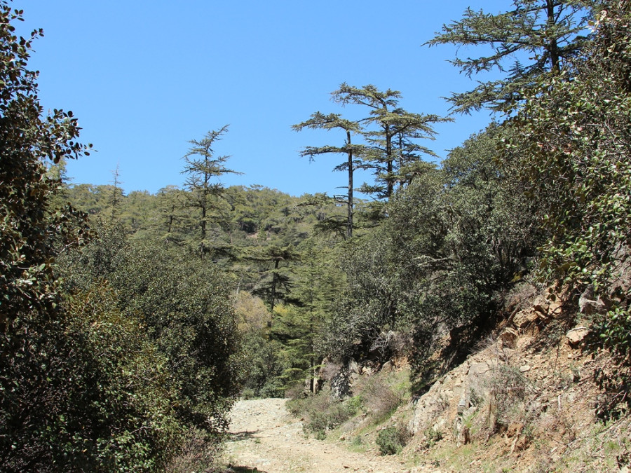 Cedars Cyprus