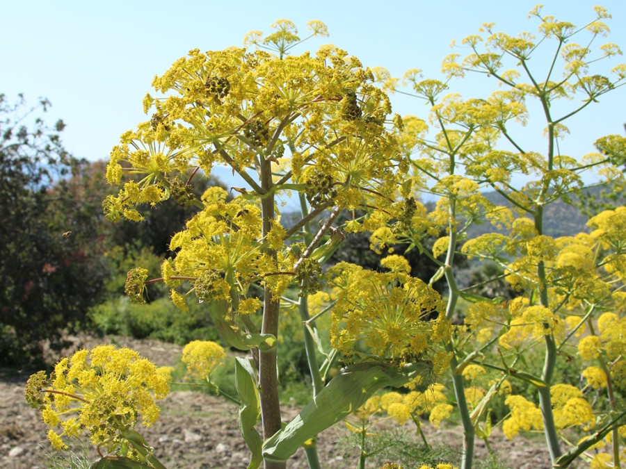 Gele bloemen Cyprus