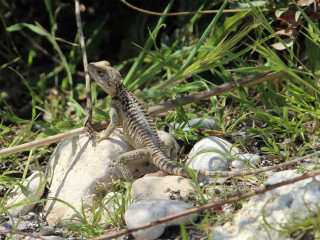 Afbeelding voor Dieren op Cyprus