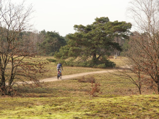 Afbeelding voor Natuur bij Otterlo