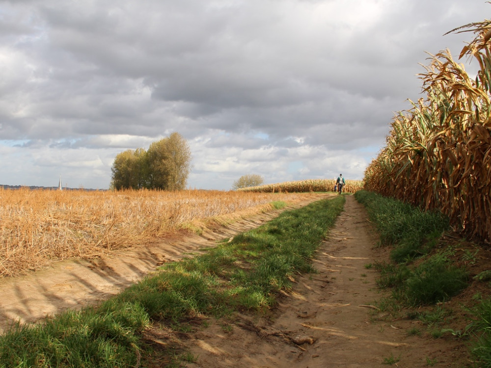 Wandelen door de weilanden