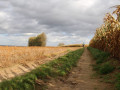 Wandelen door de weilanden