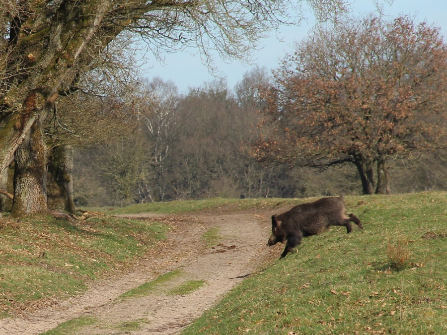 Zwijn bij Planken Wambuis