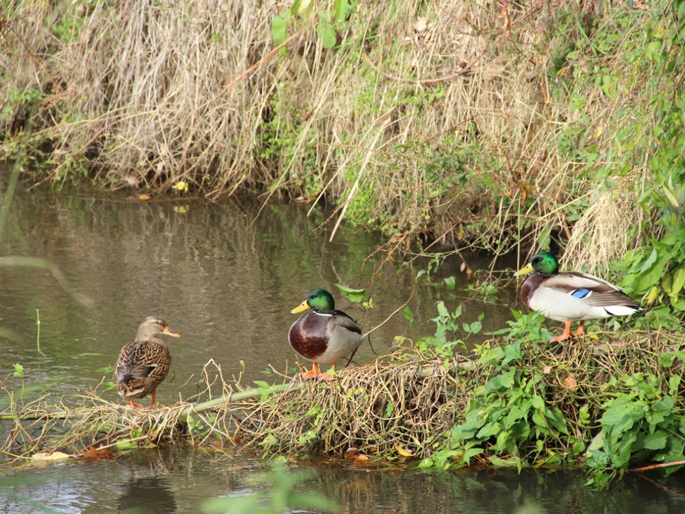 Eenden in de beek