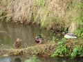 Eenden in de beek