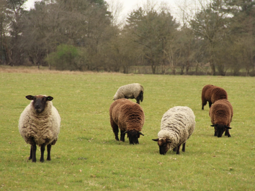 Schapen bij Holtingerveld