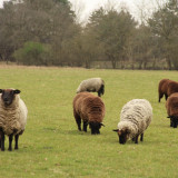 Afbeelding voor Wandelen in Drenthe