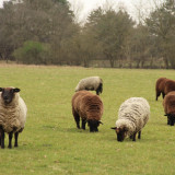 Afbeelding voor Wandelen in Drenthe