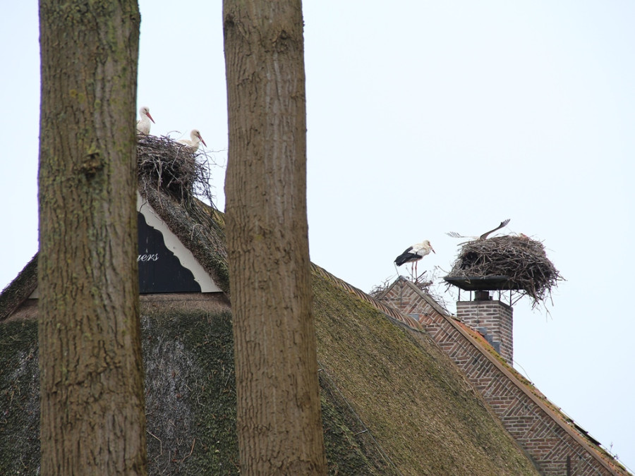 Ooievaars in Drenthe