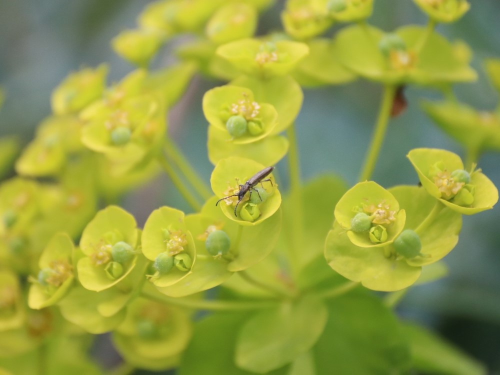 Euphorbia