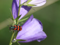 Flora en fauna