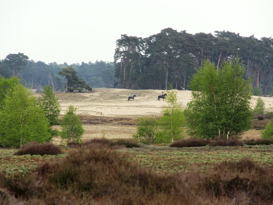 Zomeractiviteiten Nederland