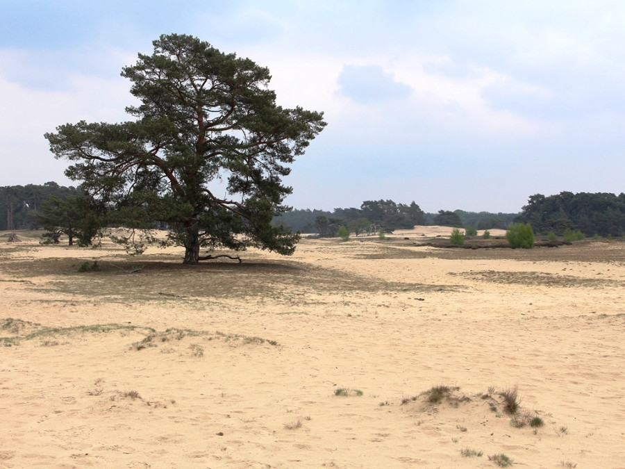 Natuur Wekeromse zand