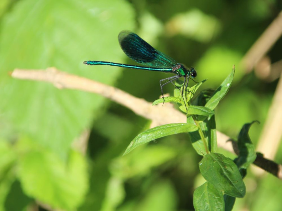 Libelle bij de Loire