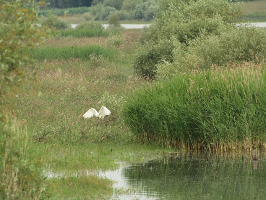 Lac de Rillé