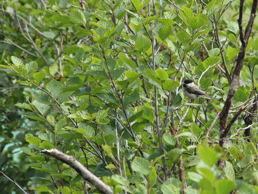 vogel Oostenrijk