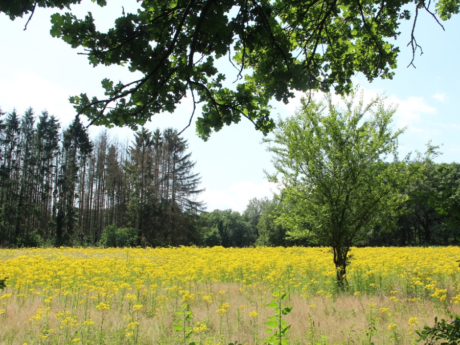 Natuur Sint-Jansberg