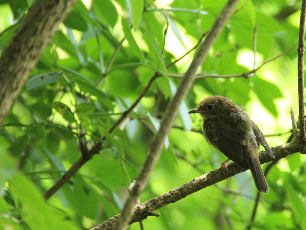 Roodborst juveniel