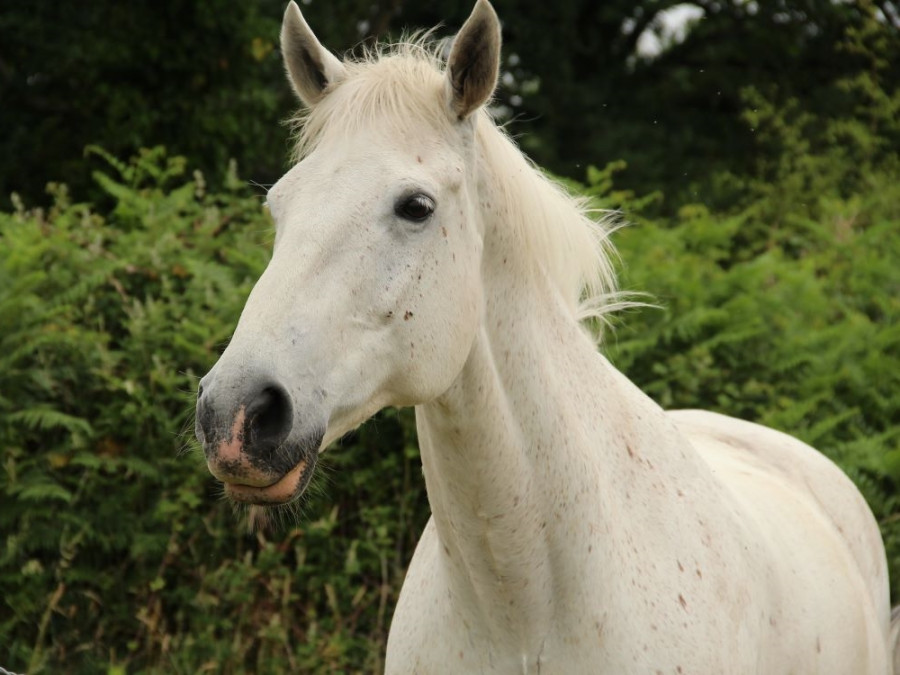 Prachtig paard