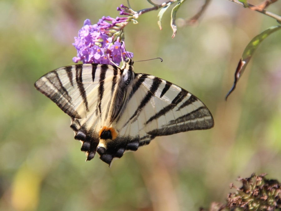 Vlinders in de Cevennen