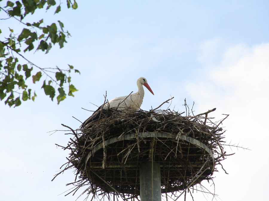 Ooievaar in het Zwin