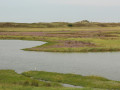 Het Zwin