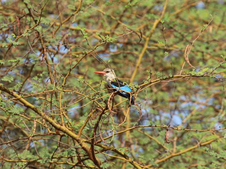 ijsvogel in Senegal