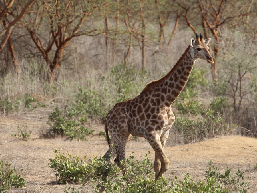 Bandia wildlife