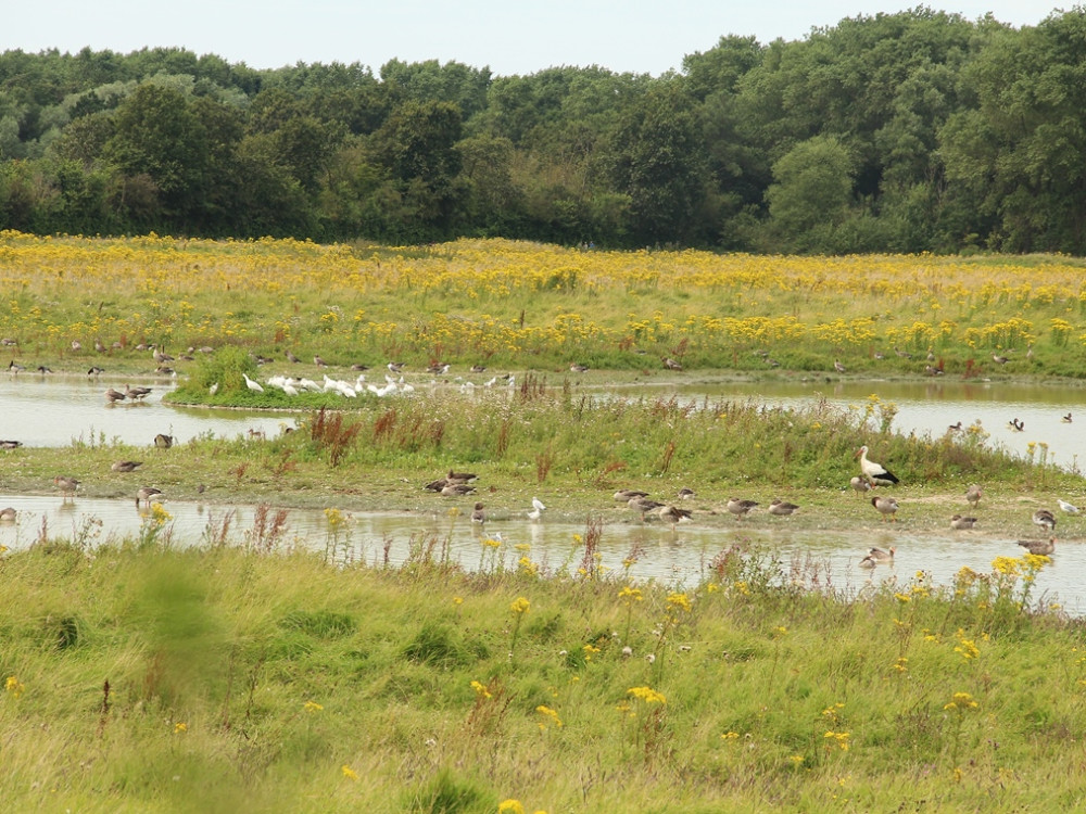 Veel vogels op de route