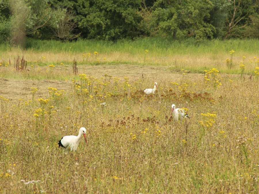 Zwin in West-Vlaanderen