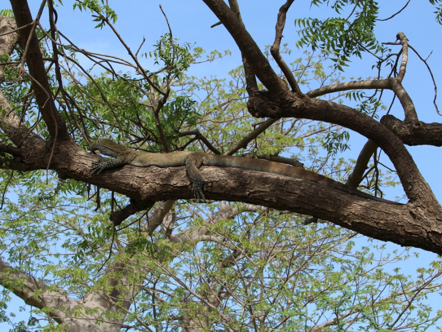 Savannah monitor steppevaraan