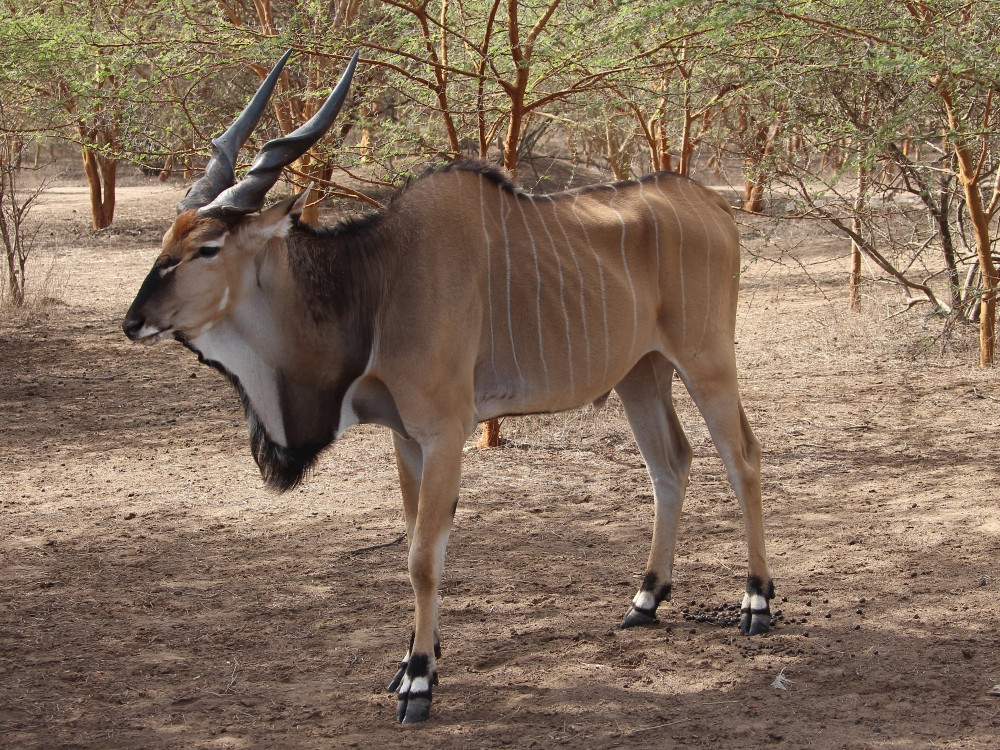 Kudu