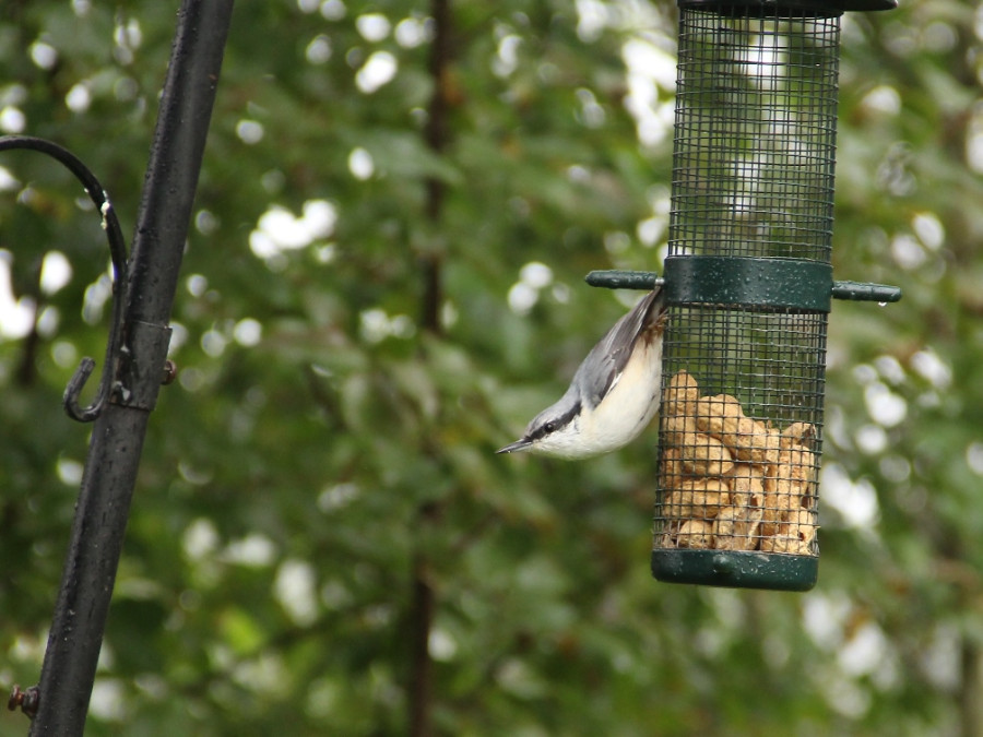 Sitta europaea europaea